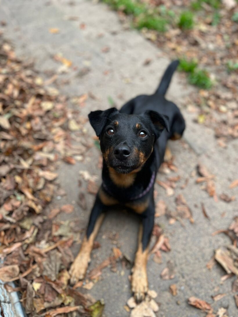 Sammy Sammy