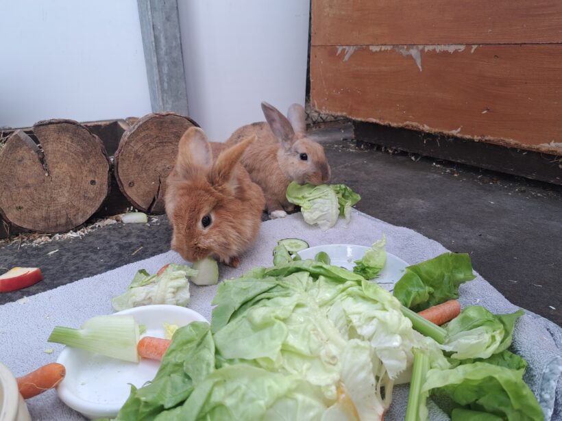 Bibi & Tina