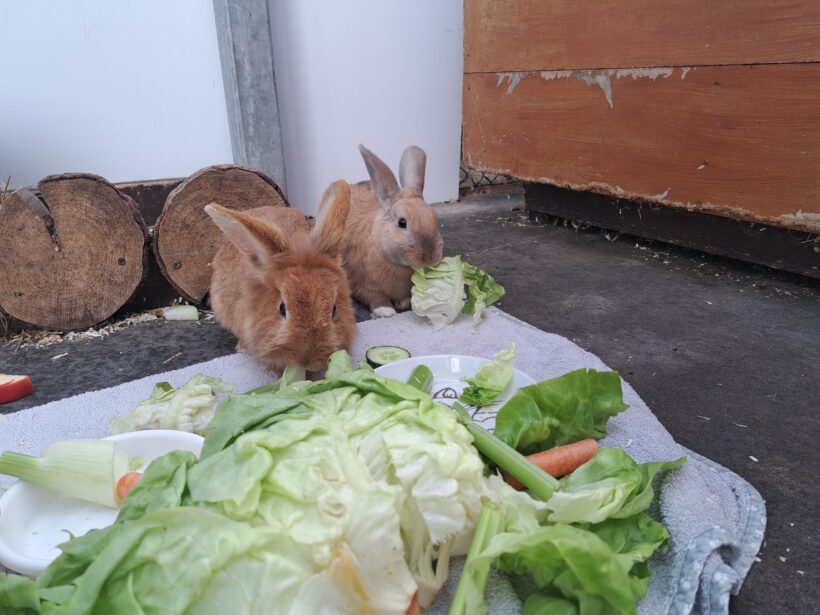 Bibi & Tina