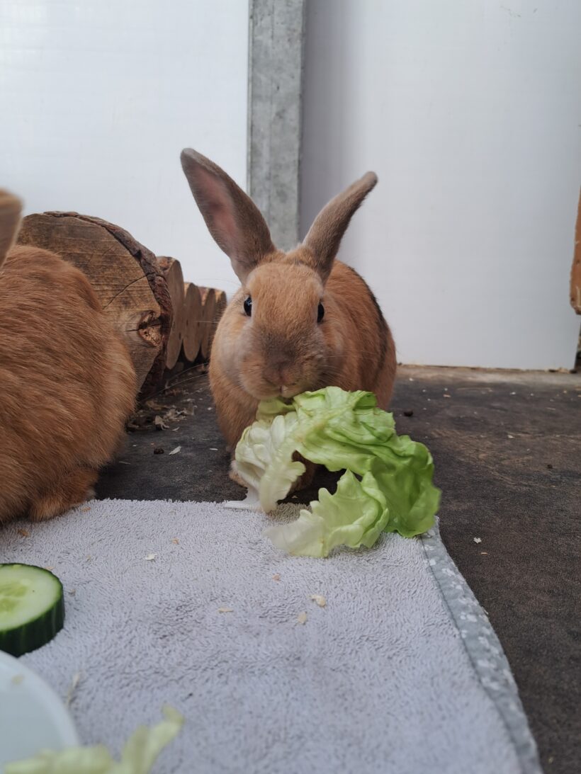 Bibi & Tina