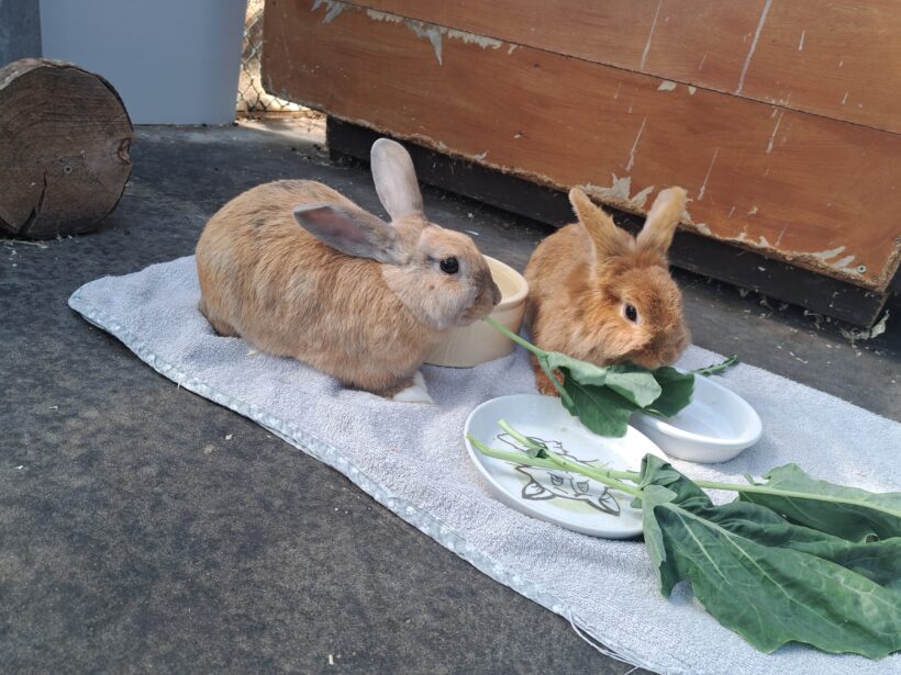Bibi & Tina