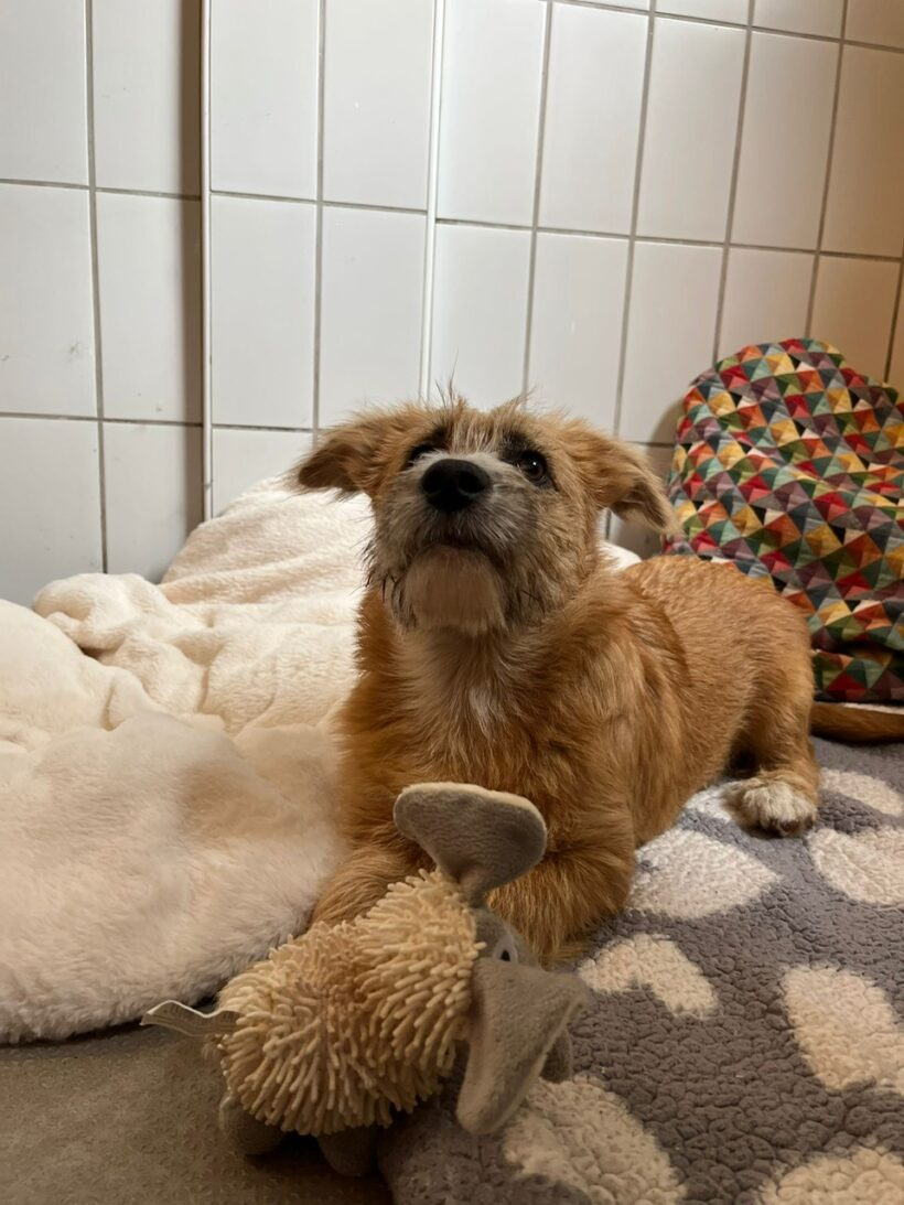 Pelle – RESERVIERT !
