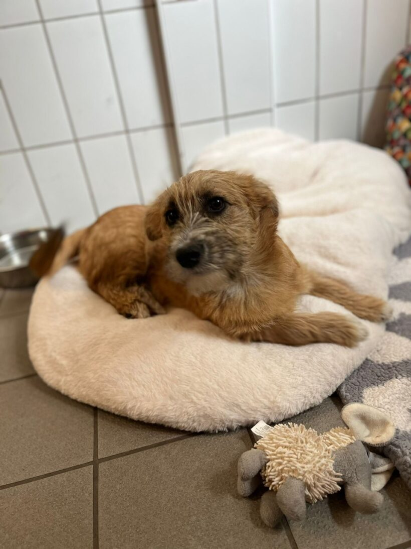 Pelle – RESERVIERT !