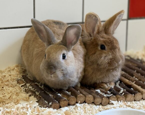 Bibi & Tina
