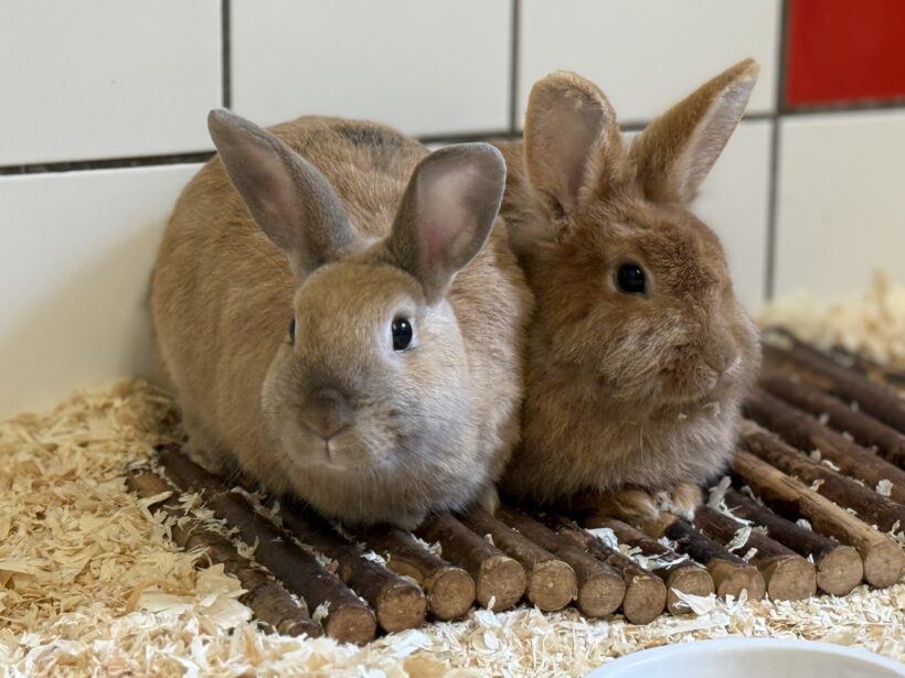 Bibi & Tina