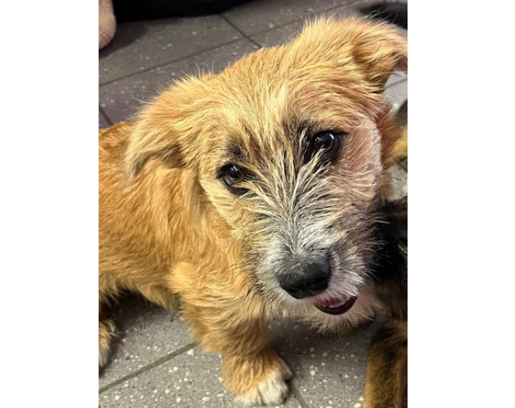 Pelle – RESERVIERT !