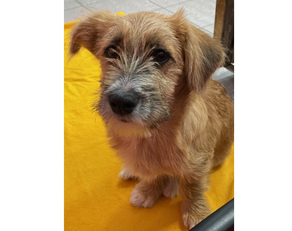 Pelle – RESERVIERT !