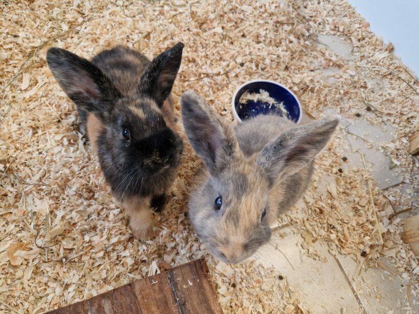 Caleo, Cainoa & Carlo
