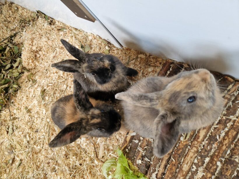 Caleo, Cainoa & Carlo