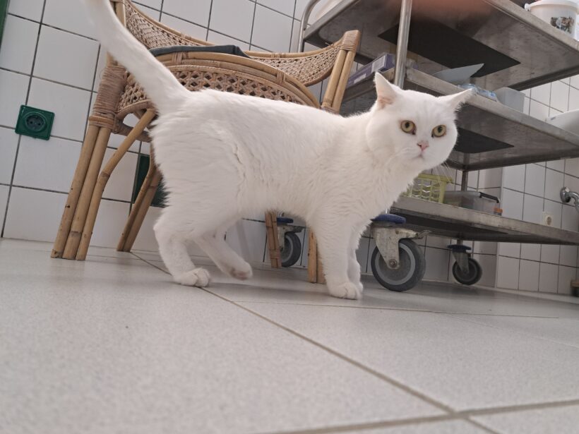 Boris – Wohnungshaltung!