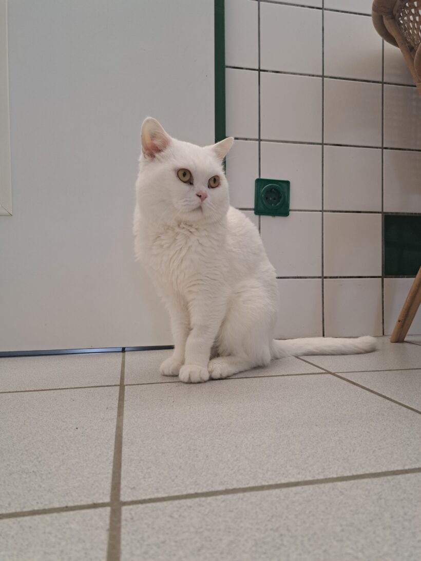 Boris – Wohnungshaltung!