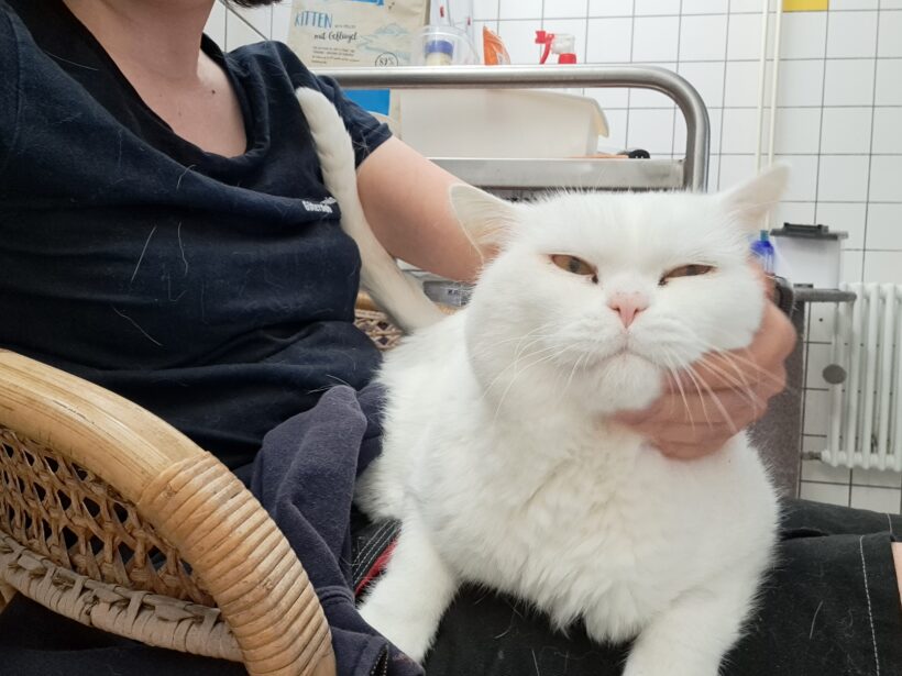 Boris – Wohnungshaltung!