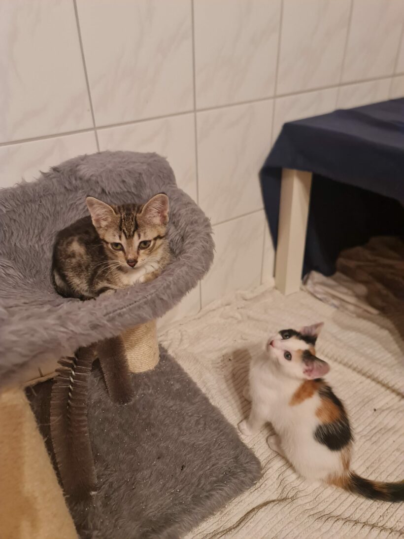 Leonora & Pepina