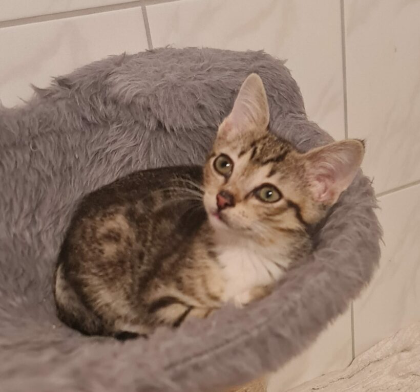 Leonora & Pepina