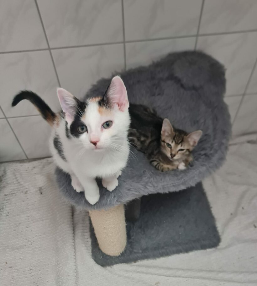 Leonora & Pepina