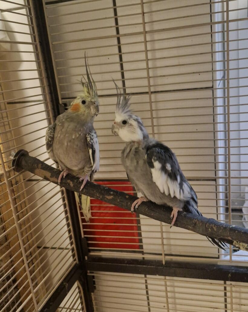Coco & Bounty