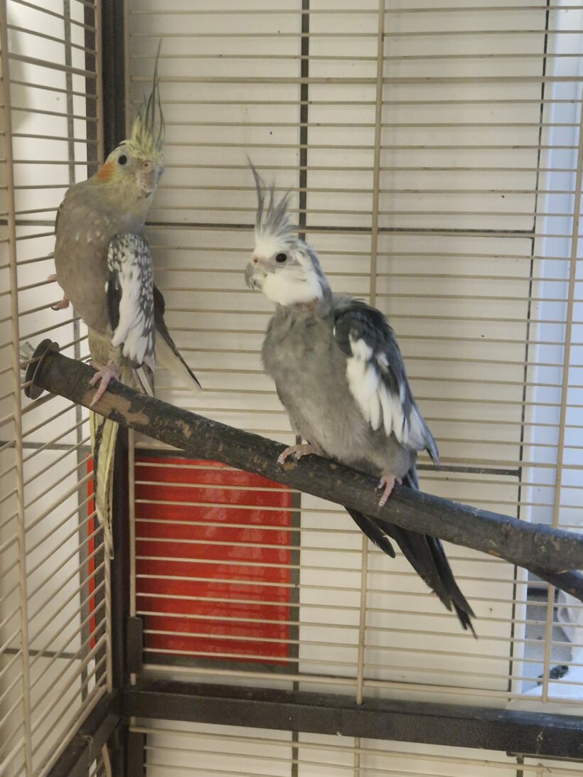 Coco & Bounty