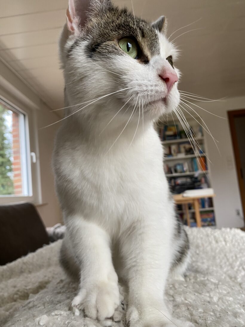Sammy – Wohnungshaltung