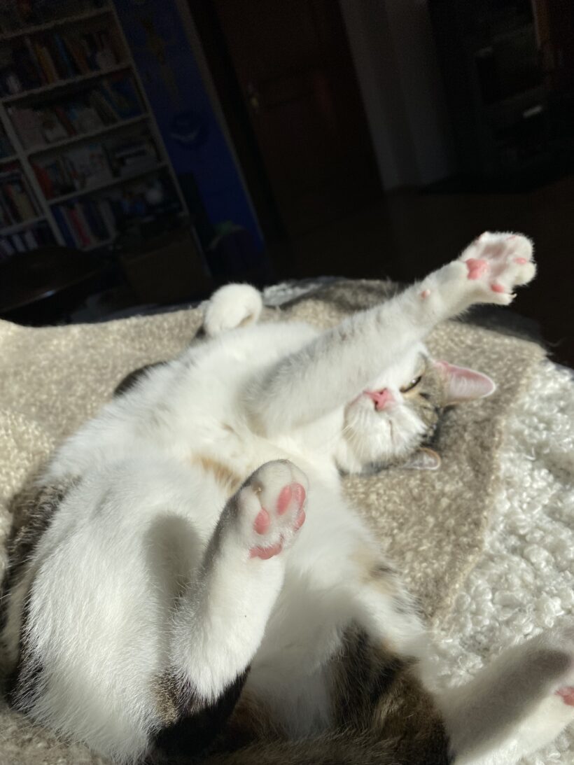 Sammy – Wohnungshaltung