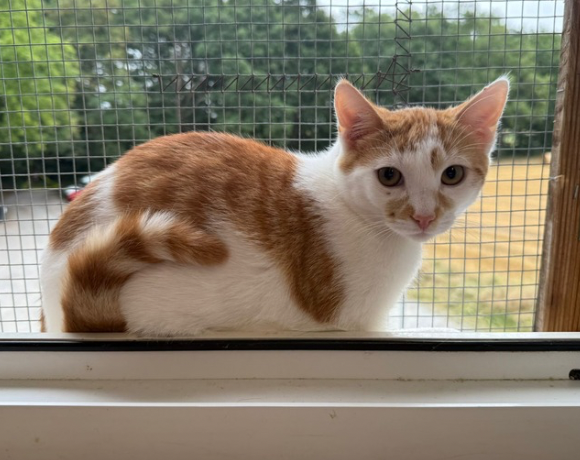 zutrauliche Jungkatzen (Narcissa reserviert!) (Nate, Nedvermittelt!) zutrauliche Jungkatzen (Narcissa reserviert!) (Nate, Nedvermittelt!)