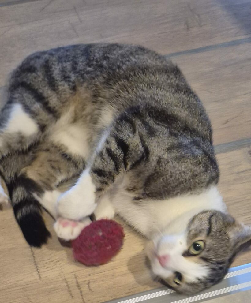 Hanna und Helga – Wohnungshaltung möglich!