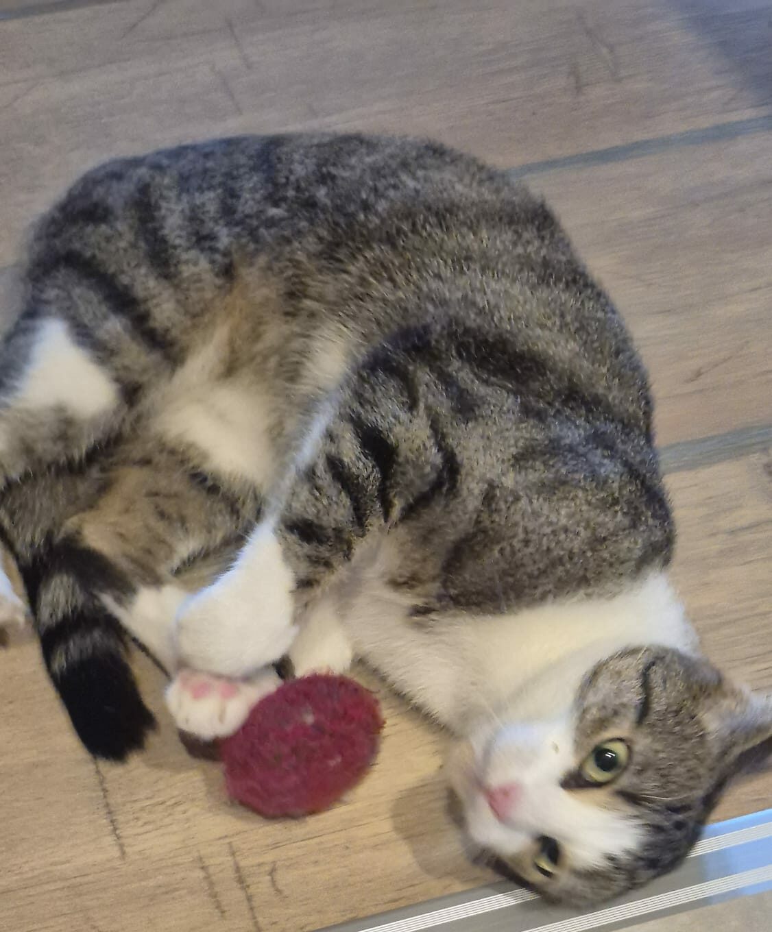 Hanna und Helga – Wohnungshaltung möglich! Hanna und Helga – Wohnungshaltung möglich!