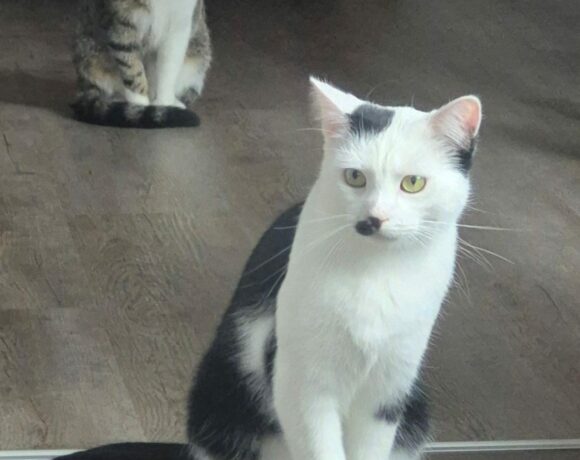 Hanna und Helga – Wohnungshaltung möglich! Hanna und Helga – Wohnungshaltung möglich!