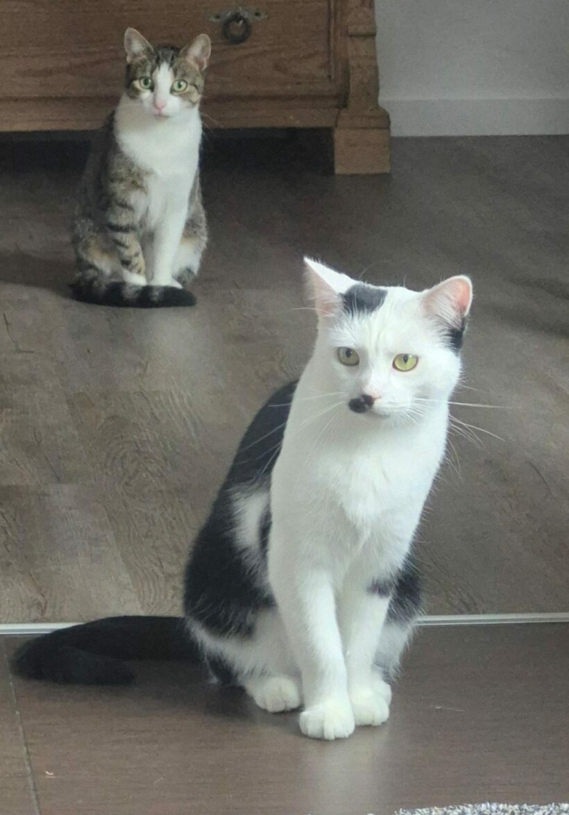 Hanna und Helga – Wohnungshaltung möglich!