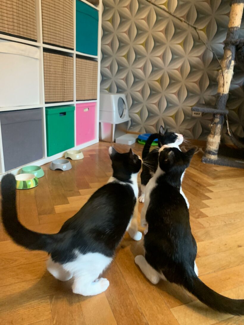 Vier süße Brüder – Wohnungshaltung möglich! Kennen Hunde