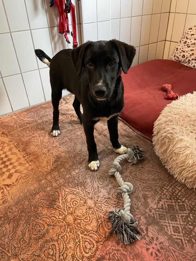 Tarek – RESERVIERT !