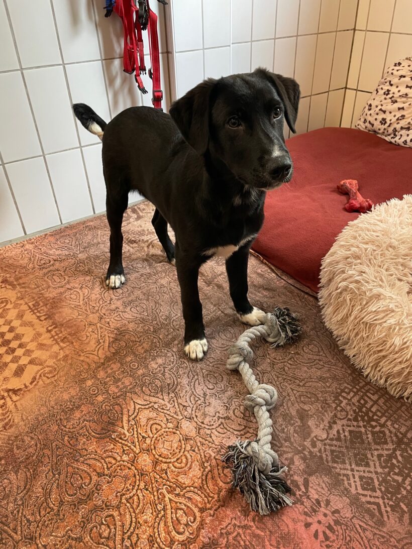 Tarek – RESERVIERT !