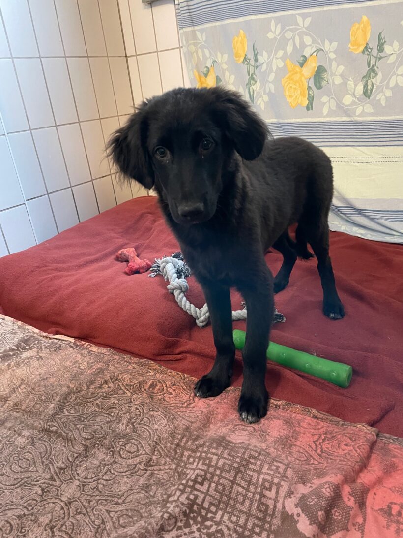 Titus – RESERVIERT !