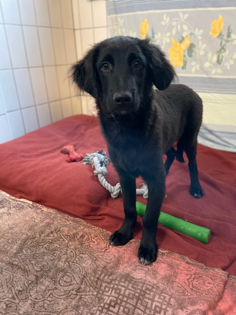 Titus – RESERVIERT !