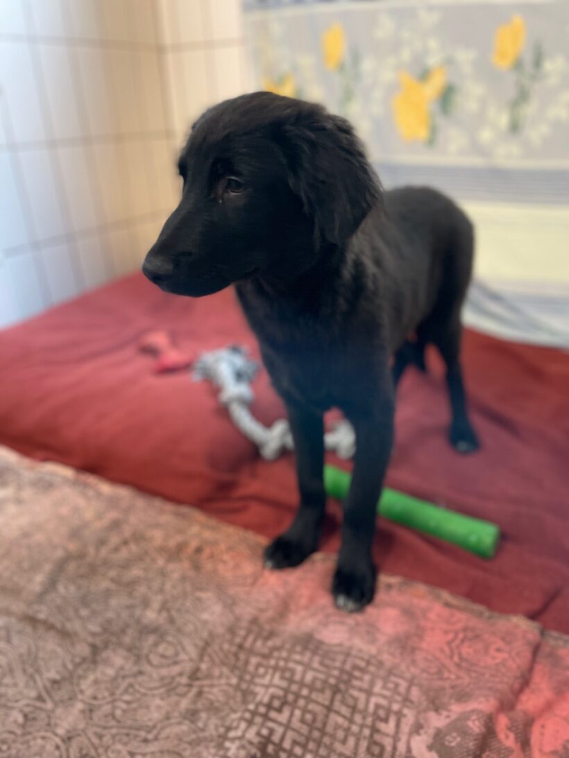 Titus – RESERVIERT !