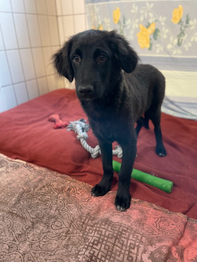 Titus – RESERVIERT !