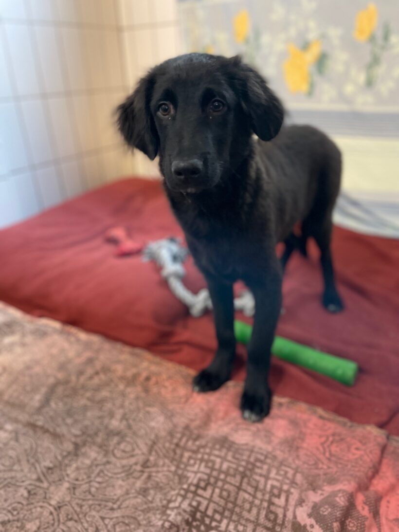 Titus – RESERVIERT !