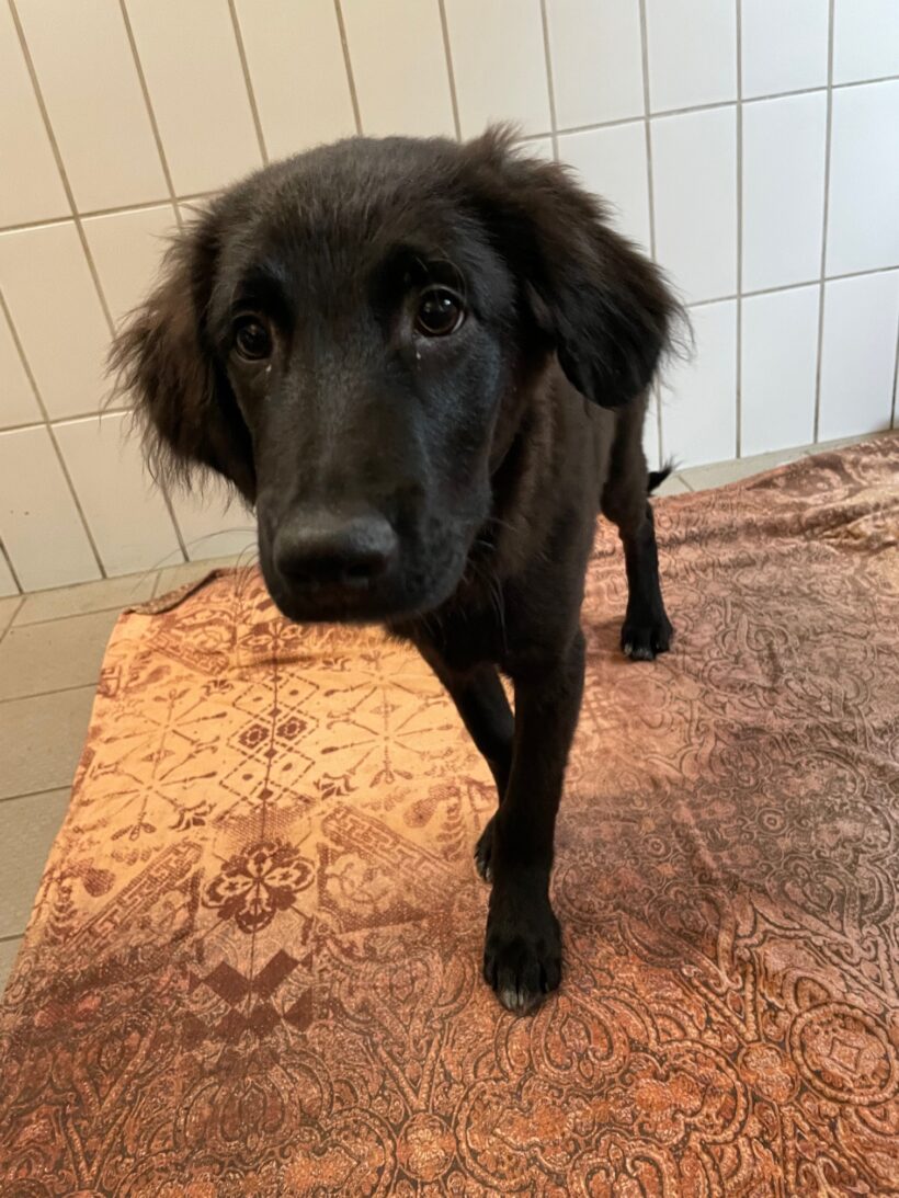 Titus – RESERVIERT !