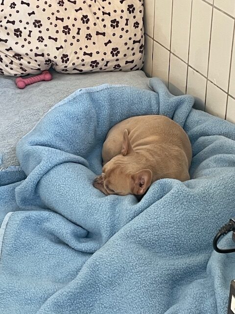 Bobo Bobo