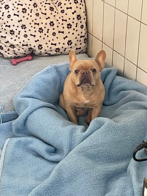 Bobo Bobo