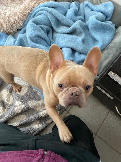 Bobo Bobo