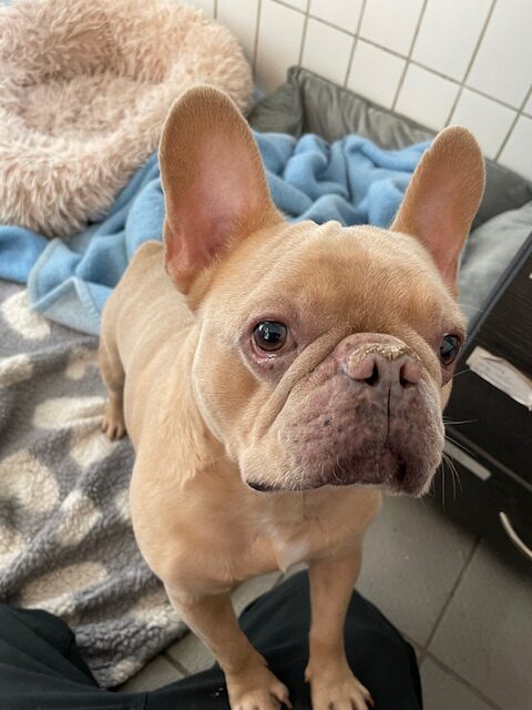 Bobo Bobo