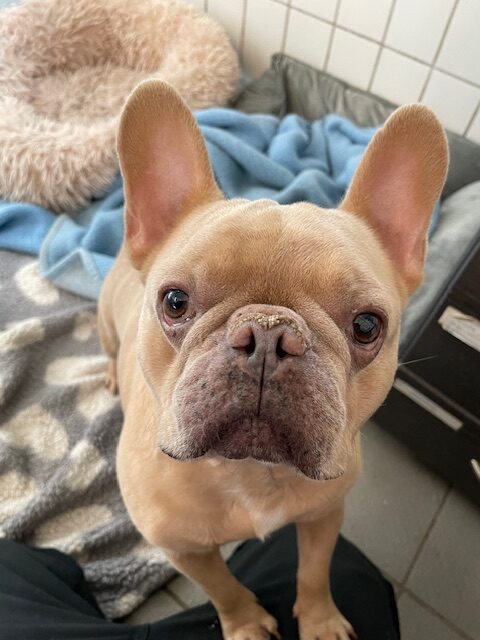 Bobo Bobo