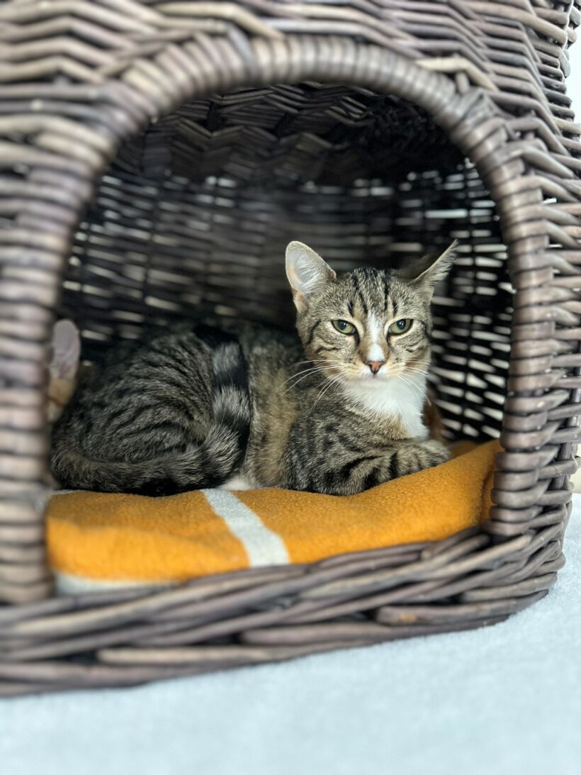 zutrauliche Jungkatzen (Narcissa reserviert!) (Nate, Nedvermittelt!)