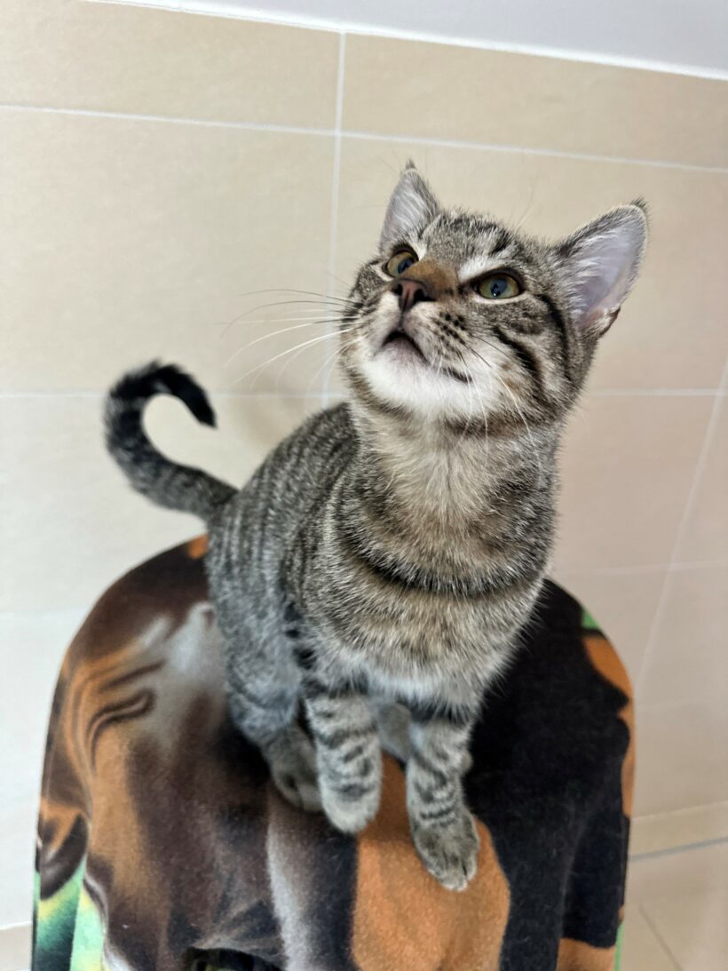 zutrauliche Jungkatzen (Narcissa reserviert!) (Nate, Nedvermittelt!)