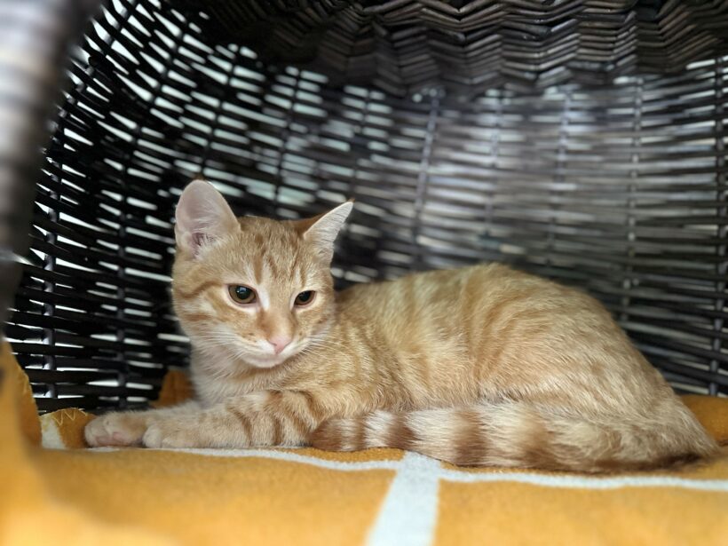 zutrauliche Jungkatzen (Narcissa reserviert!) (Nate, Nedvermittelt!)