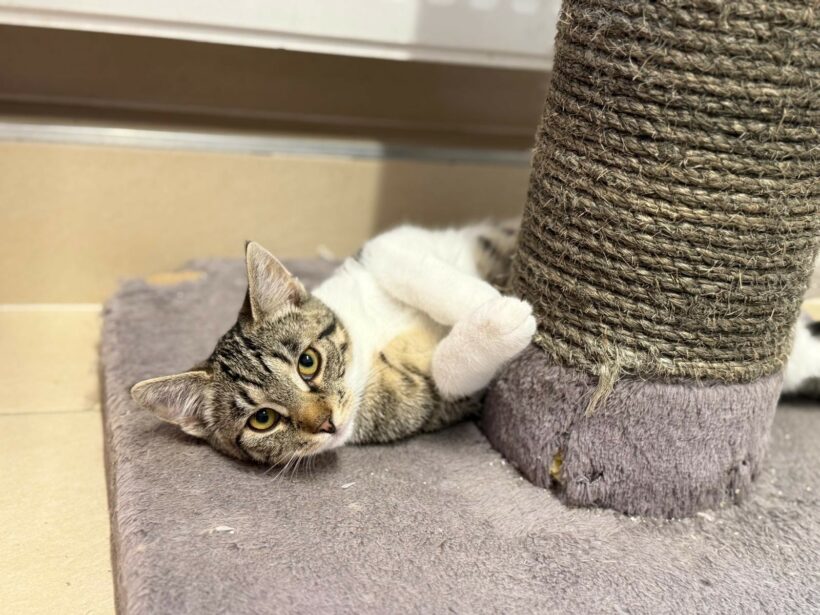 zutrauliche Jungkatzen (Narcissa reserviert!) (Nate, Nedvermittelt!)