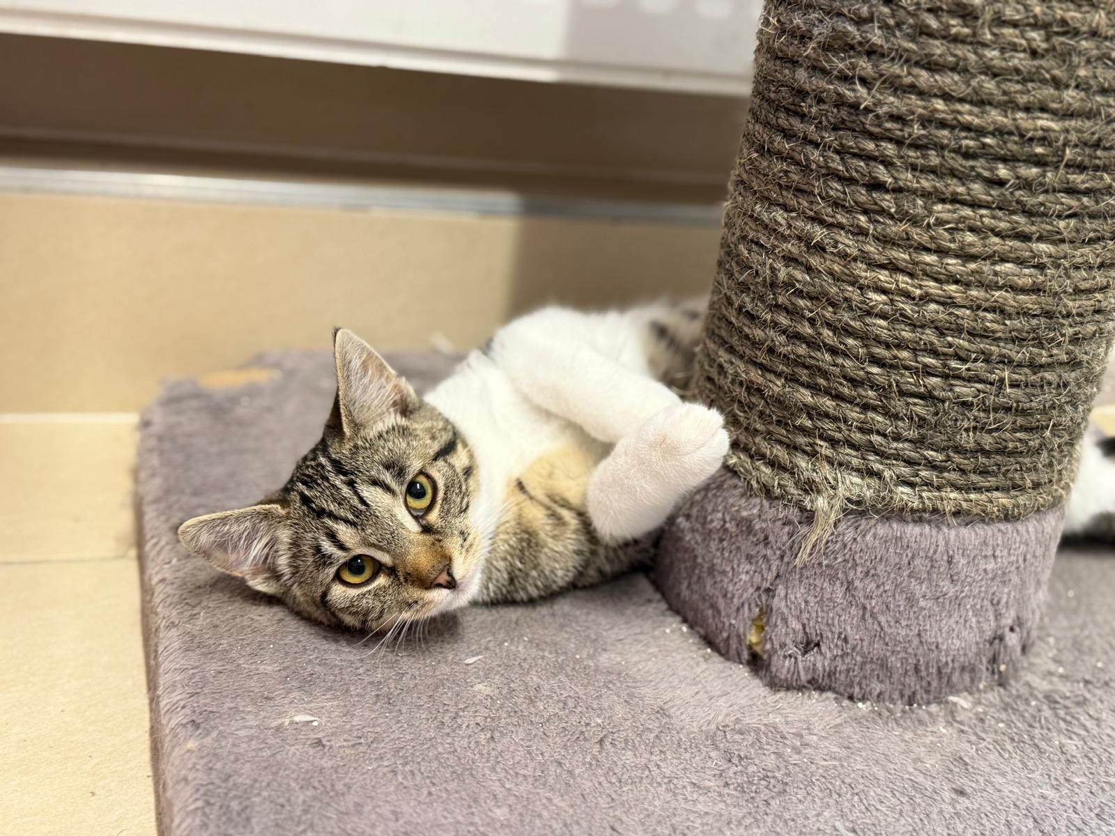 zutrauliche Jungkatzen (Narcissa reserviert!) (Nate, Nedvermittelt!) zutrauliche Jungkatzen (Narcissa reserviert!) (Nate, Nedvermittelt!)