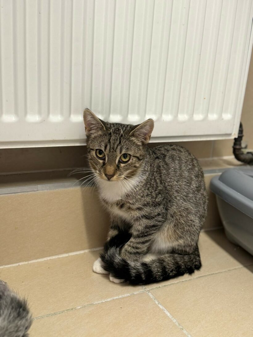 zutrauliche Jungkatzen (Narcissa reserviert!) (Nate, Nedvermittelt!)