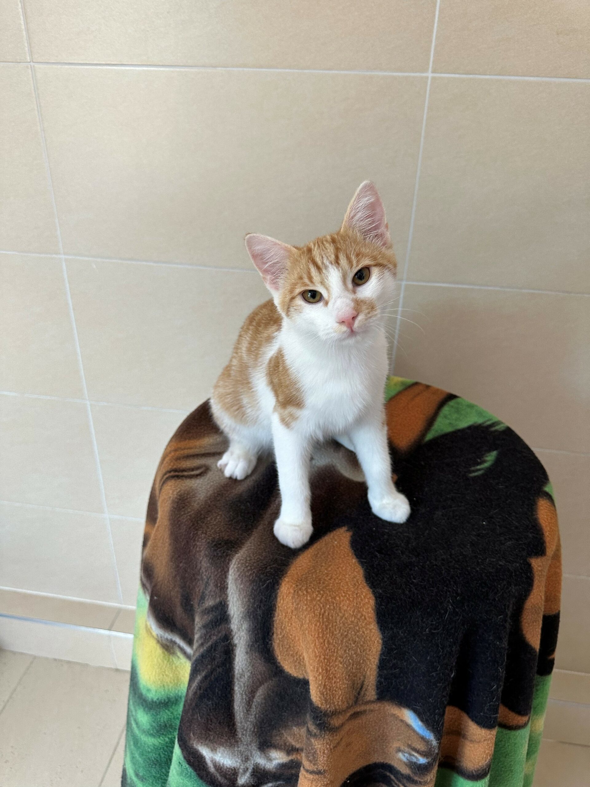 zutrauliche Jungkatzen (Narcissa reserviert!) (Nate, Nedvermittelt!) zutrauliche Jungkatzen (Narcissa reserviert!) (Nate, Nedvermittelt!)