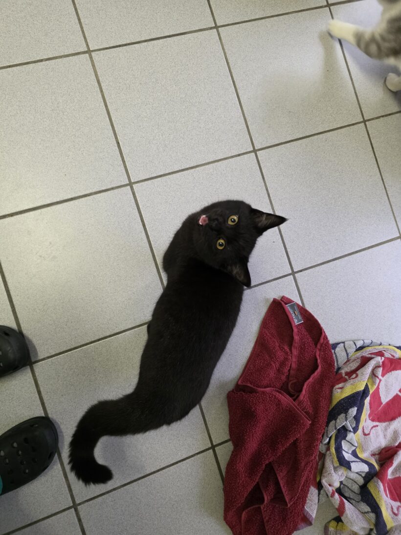 Yuval & Yven – Wohnungshaltung möglich!